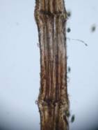 Neosiphonia paniculata2